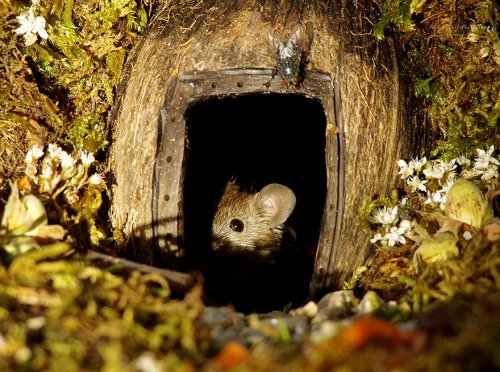 Британец обнаружил мышей, живущих у него в саду, и построил для них целую мини-деревню (20 фото)">