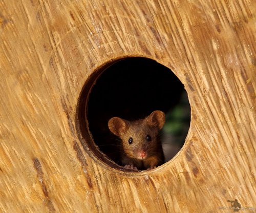 Британец обнаружил мышей, живущих у него в саду, и построил для них целую мини-деревню (20 фото)">