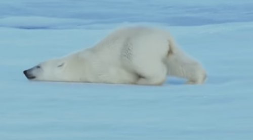 У белых медведей есть свой, особый способ высыхания после плавания