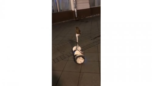 Ничего особенного — просто сова на сегвее на московской улице