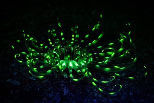 Глубоководные неоновые существа в фотографиях Саймона Пирса (17 фото)