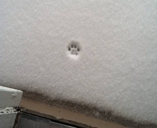 О сложных взаимоотношениях кошек со снегом (23 фото)