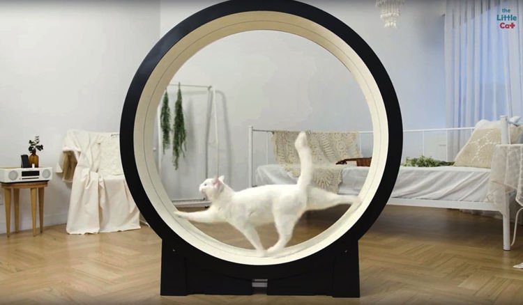 Умная беговая дорожка для кошек от корейского стартапа Pet Ding (2 фото +  видео)