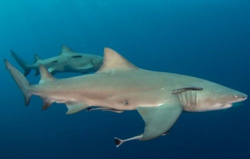 ТОП-10: Увлекательные факты и истории об акулах
