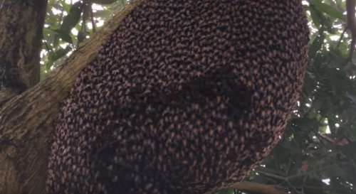 Защищая свои гнёзда, дикие пчёлы делают защитную волну наподобие фанатской (фото + видео)