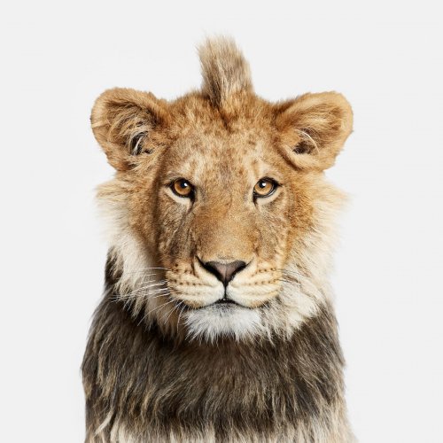 Фотопортреты животных, раскрывающие уникальные личности животного царства (20 фото)