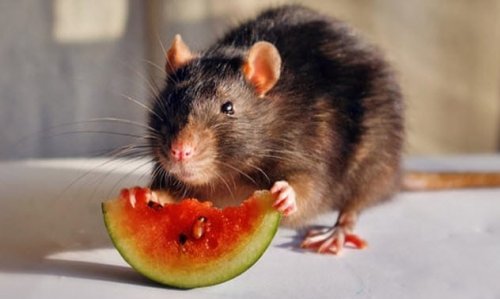 ТОП-10: Поразительные таланты крыс и связанные с ними факты