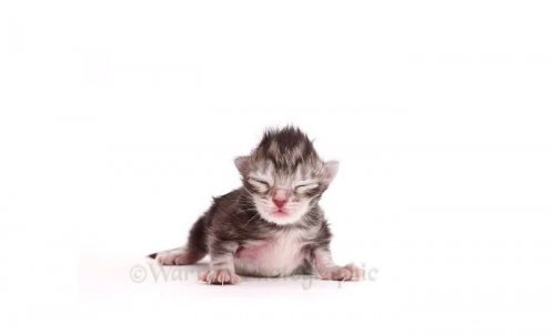 Взросление котёнка с момента рождения до 10-месячного возраста в 26-секундном видео (11 фото + видео)
