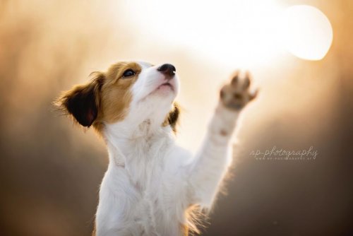 Очаровательные собаки в фотографиях Рии Пуцкер (30 фото)