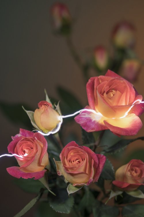 Электрически заряженные фотографии с искрящимися розами (6 фото)