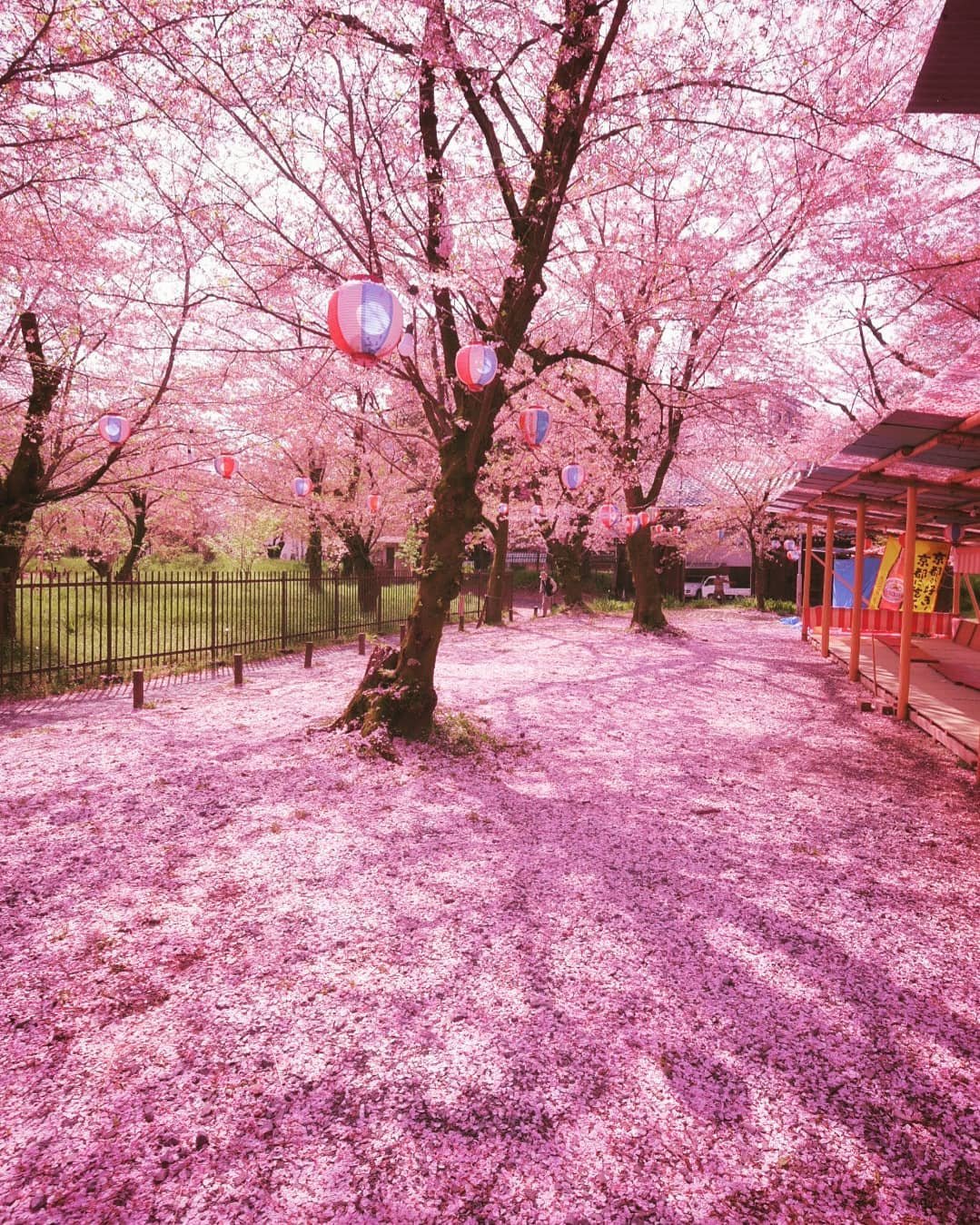 Как цветет японская сакура фото