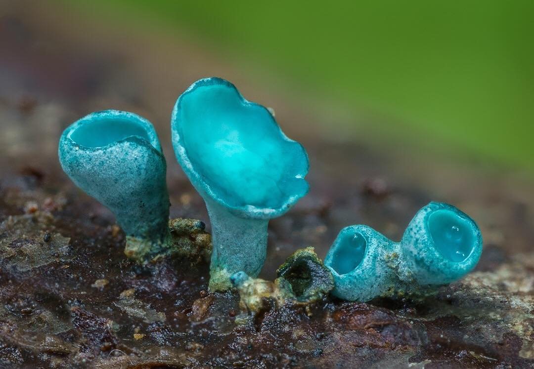 Самые редкие грибы
