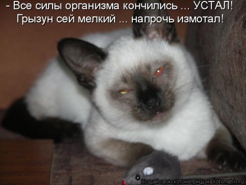 В сети опубликовали свежую котоматрицу для всех (фото)