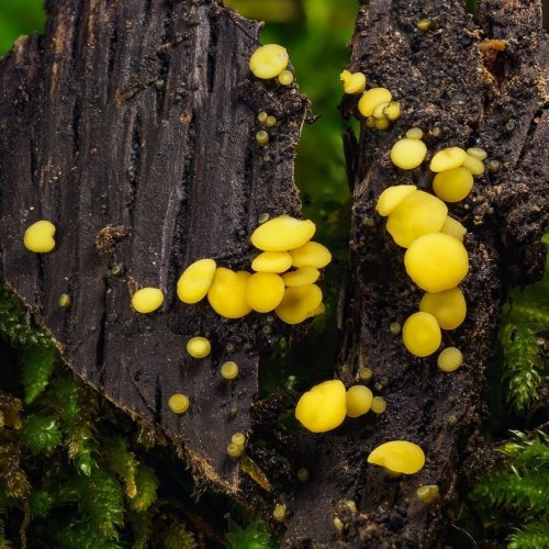 Фотограф-самоучка находит и фотографирует удивительные грибы Северной Калифорнии (17 фото)