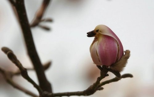 Цветки магнолии, похожие на птиц (3 фото)