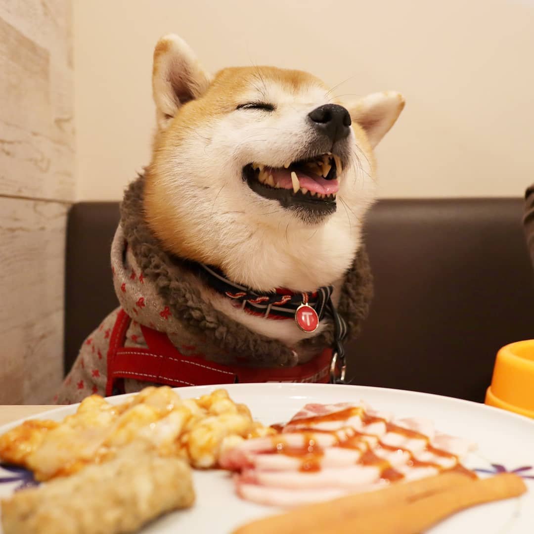 Рестораны можно с собакой. Ресторан где десерт собака.