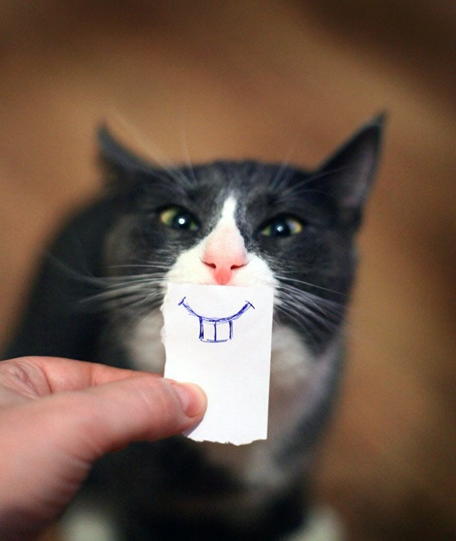 Смешные картинки котят с надписями — подборка за Сентябрь