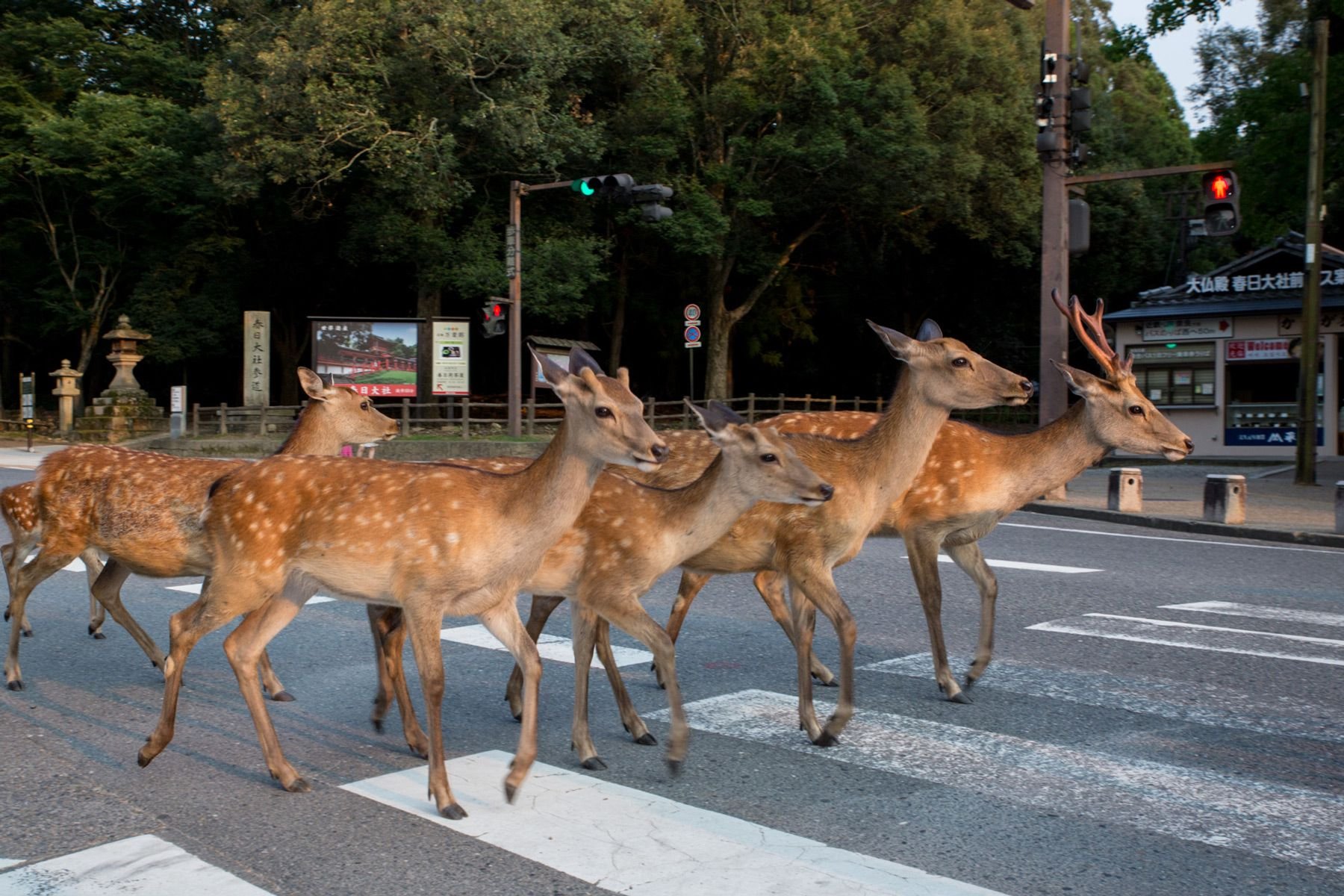 Охрана оленей. Нара Япония олени. В японском городе Нара олени. Парк Нара. Город Нара олени.