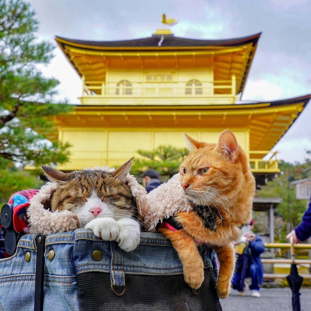 Котики в китае видео. Коты в Японии. Кошачий храм в Японии. Японские храмовые коты. Кошки в Китае.