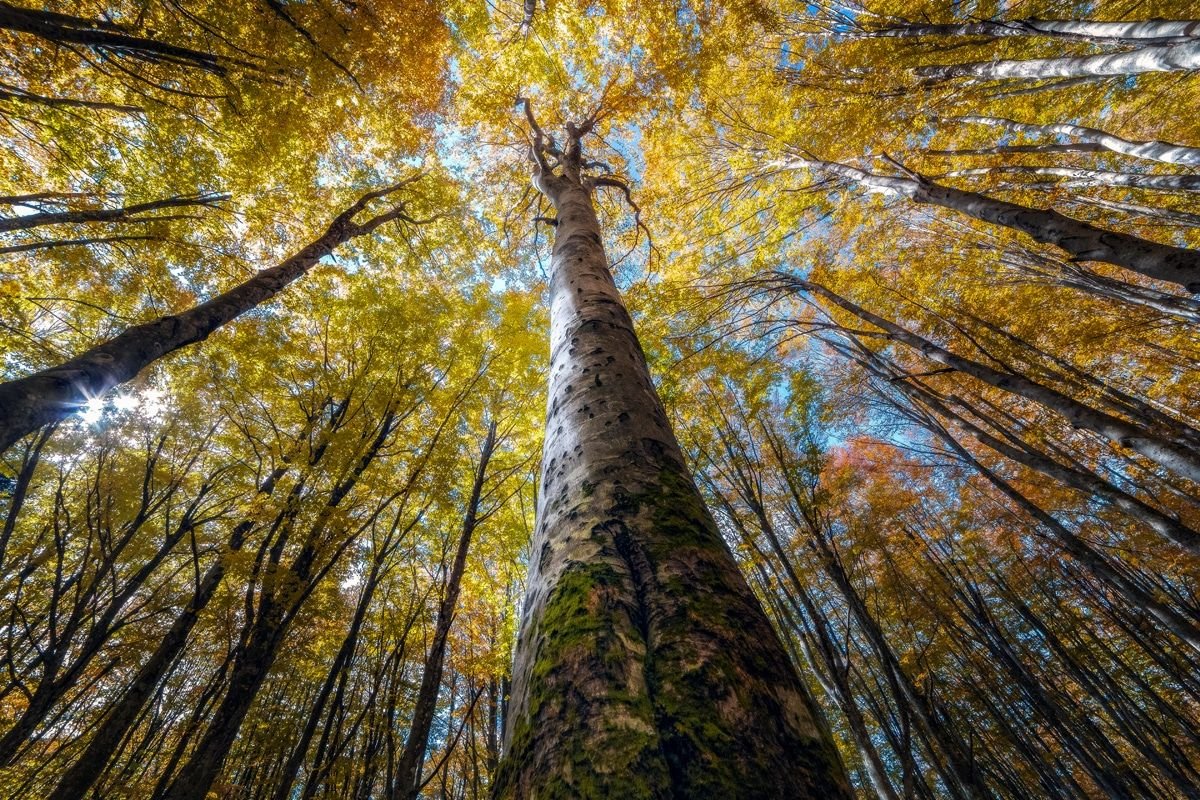 Кроны деревьев природа