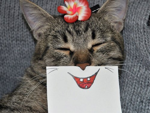 Самые смешные котики, которых вы сегодня увидите (20 фото)