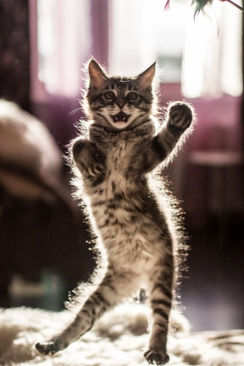 Танцующие кошки для вашего пятничного настроения (30 фото)