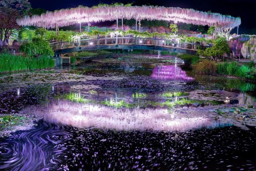 Живописнейший парк глициний в японской префектуре Тотиги (10 фото)