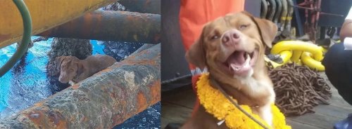 Рабочие нефтяной платформы в Таиланде спасли собаку, плывшую в 130 милях от берега, хотя понятия не имеют, как она там оказалась (8 фото + видео)