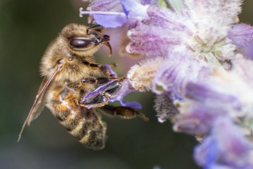 Макрофотографии пчёл, раскрывающих всю красоту этих замечательных насекомых (9 фото)
