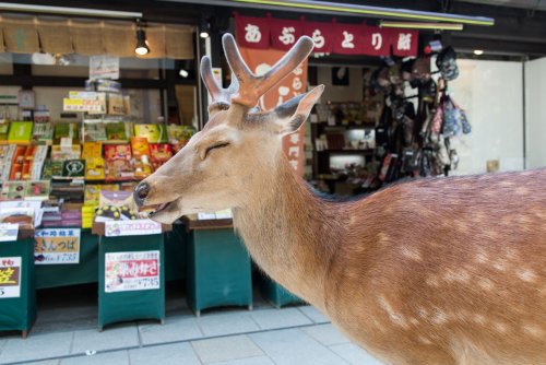 Японский город Нара, на улицах которого можно запросто встретить пятнистых оленей (10 фото)