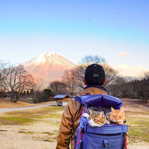Кошки-путешественницы из Японии, которые ездят вместе со своим хозяином в командировки, потому что дома по нему скучают (15 фото)