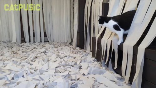 Что случится, если в комнату, полную туалетной бумаги, запустить кошку (10 фото + видео)