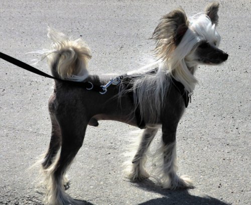 Самая маленькая собака в мире название породы этой собаки