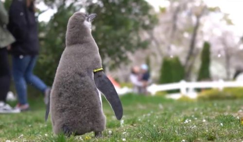 Видео, показывающее реакцию пингвина на цветение сакуры, набравшее 2 млн просмотров