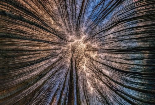 Завораживающая красота леса в фотографиях Мануэло Бечекко (14 фото)