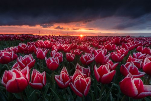 Красота тюльпановых полей в фотографиях Альберта Дроса (12 фото)