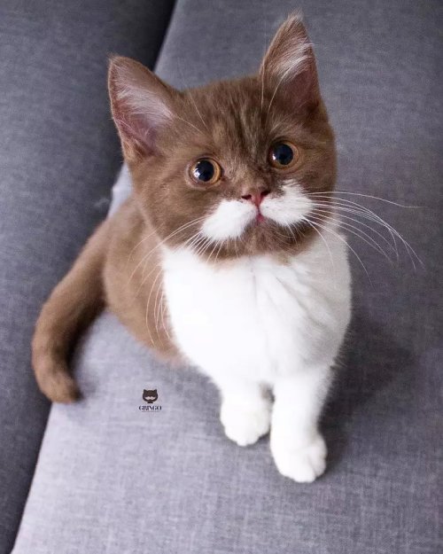 Познакомьтесь с Гринго, импозантным котом с белыми усами (28 фото)