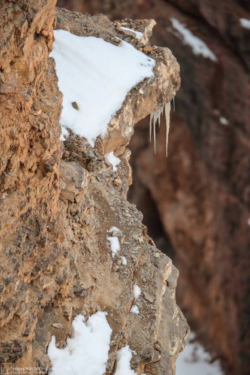 На этом снимке фотограф запечатлел снежного барса. Вы сможете его найти? (3 фото)
