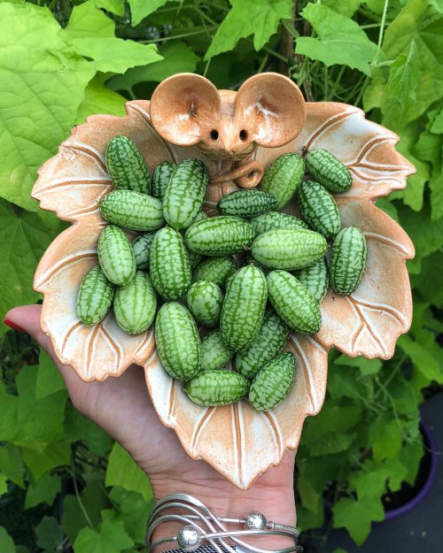 Огурбуз или арбурец? Необычное растение, плоды которого представляют собой смесь арбуза и огурца (5 фото)