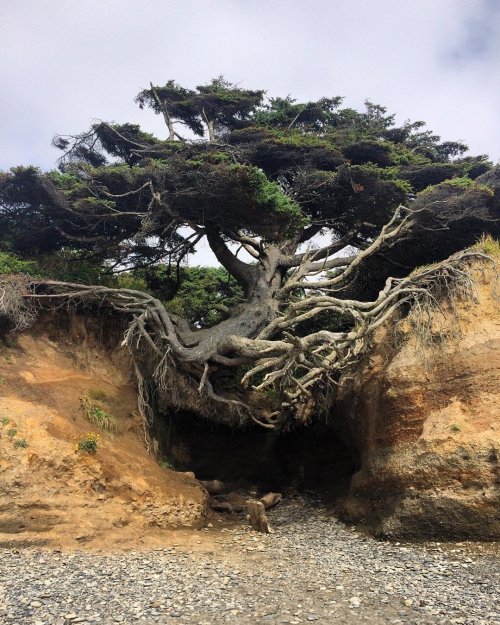 Волшебное Дерево жизни на пляже Калалок (2 фото)