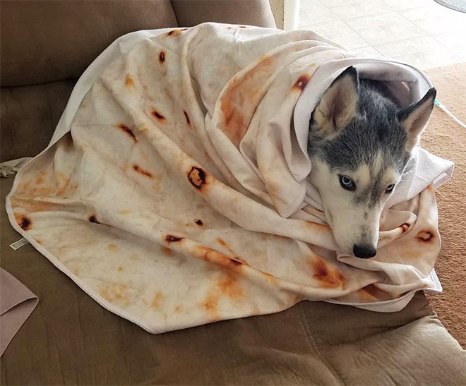 Кот завернутый в лаваш