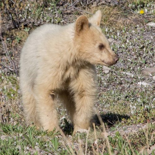 Чрезвычайно редкая разноцветная семья медведей попала в объектив камеры в Канаде (9 фото)
