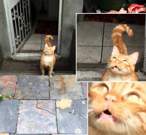 Кумедна реакція котів, які вперше опинилися на вулиці