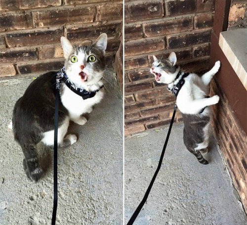 Забавная реакция котов, впервые оказавшихся на улице