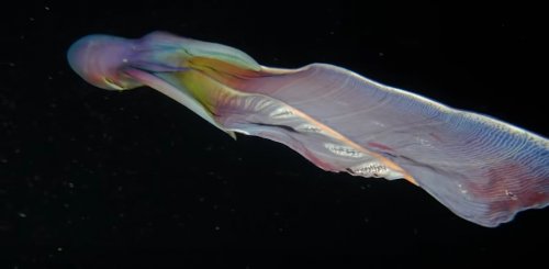 У побережья Филиппин дайверы запечатлели редких радужных парящих осьминогов (3 фото + видео)
