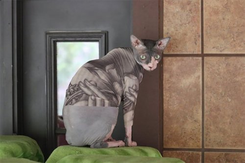 Стильные "татуированные" боди для сфинксов, которые так же круты, как и кошки этой породы (21 фото)
