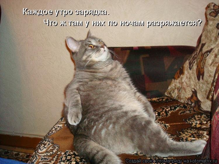 Фото котов с подписями