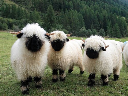 Валлисские черноносые овцы, которые выглядят так, будто позируют для обложки альбома хэви-метал-группы (15 фото)