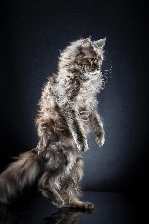 Фотограф, который поставил кошек на задние лапы (23 фото)