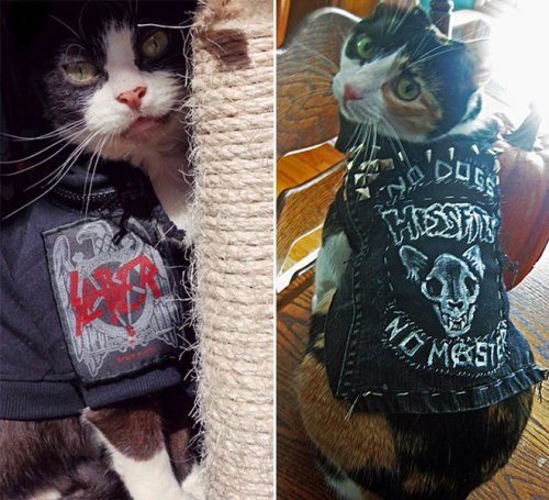 Потішні коти, схожі на рокерів